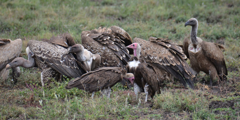 vultures