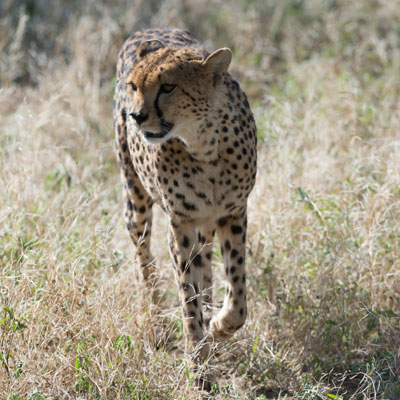 cheetah