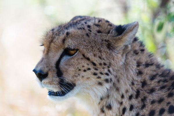 cheetah