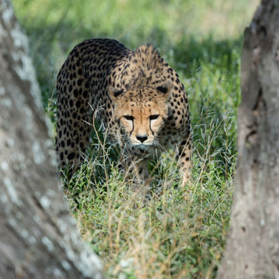 cheetah