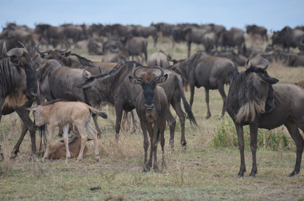 wildebeest