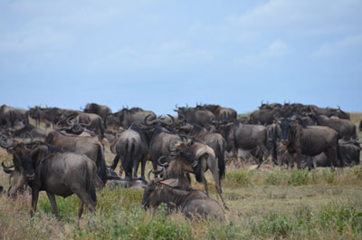 wildebeest