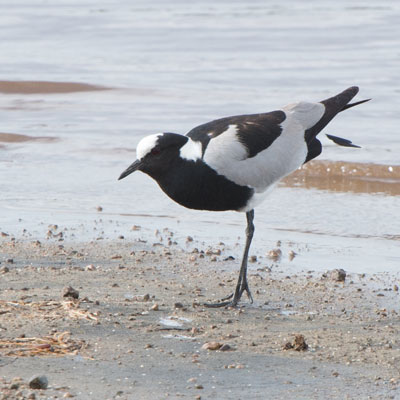 lapwing