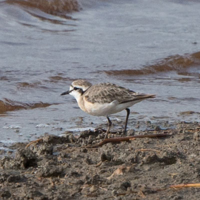 plover