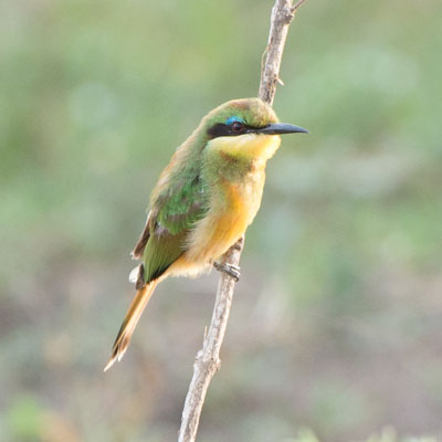 bee eater