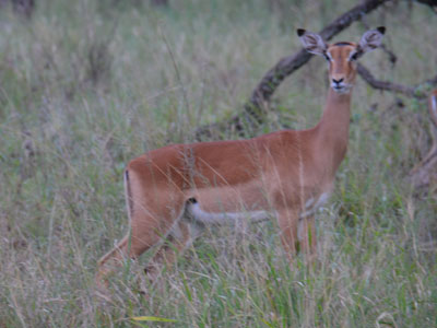 impala