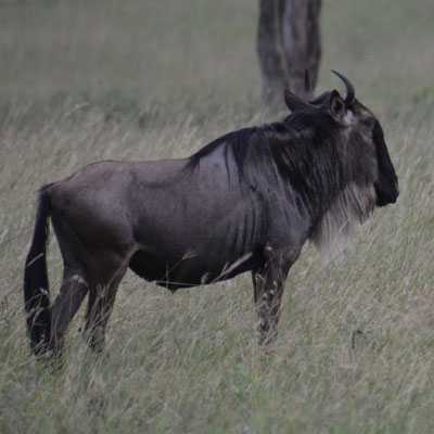wildebeest
