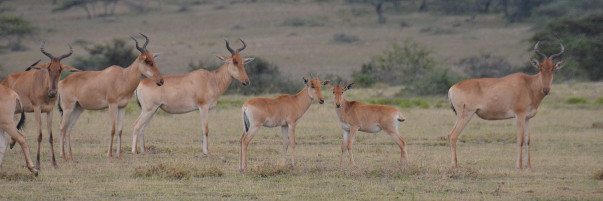 hartebeest
