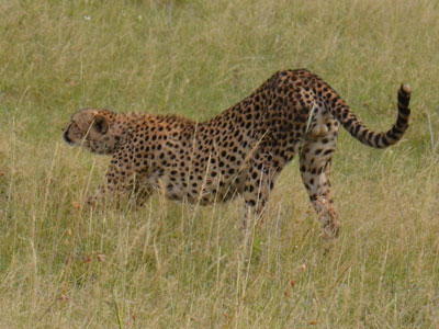cheetah