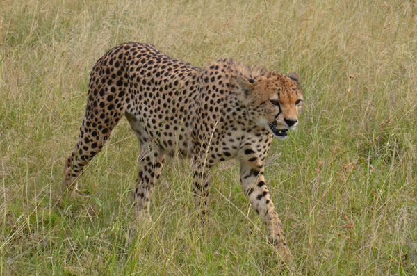 cheetah