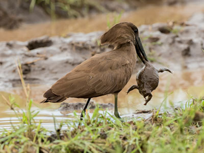 hammerkop