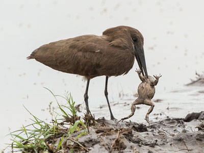 hammerkop