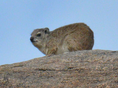 hyrax