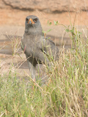 goshawk