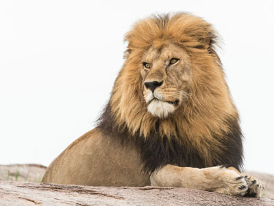 lion