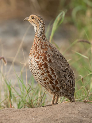 francolin