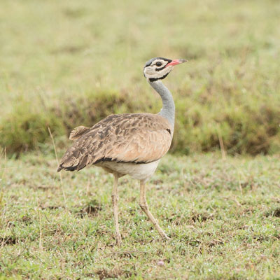bustard