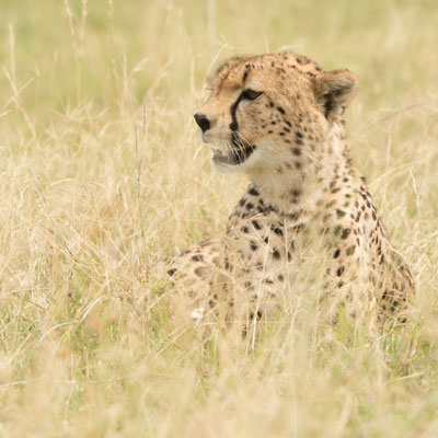 cheetah