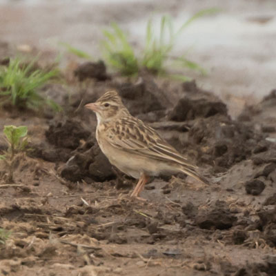sparrowlark