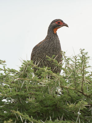 francolin