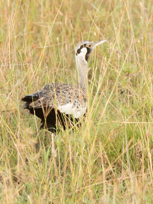 bustard