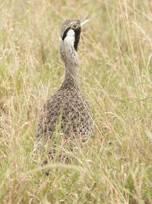 bustard