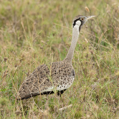 bustard
