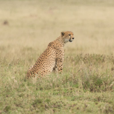 cheetah