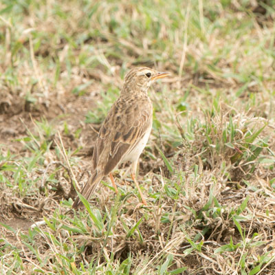 pipit