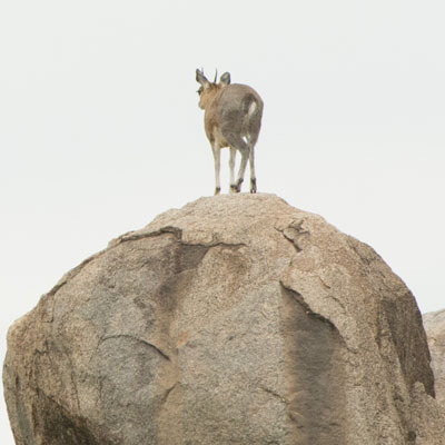 klipspringer