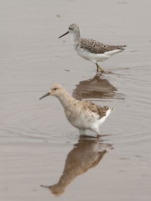 sandpiper