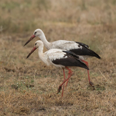stork