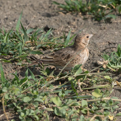 sparrowlark