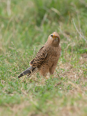 kestrel