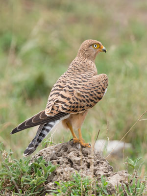 kestrel