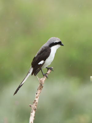 shrike