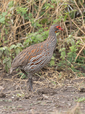 spurfowl