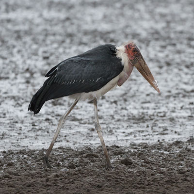 stork