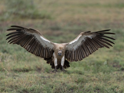 vulture
