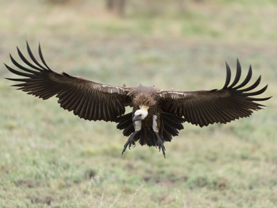 vulture