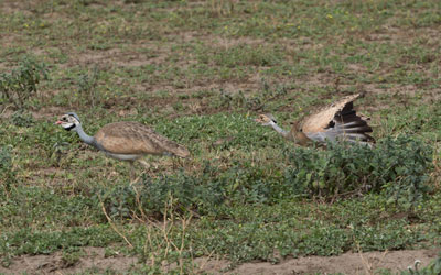 bustard