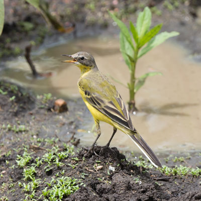 wagtail