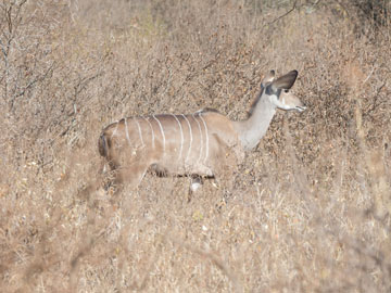 kudu