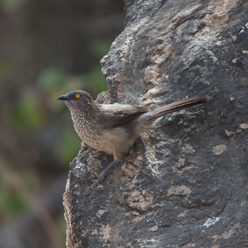 Babbler