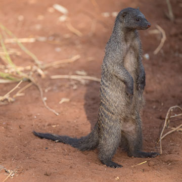 mongoose