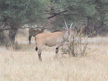 eland