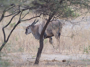 eland