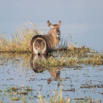 waterbuck