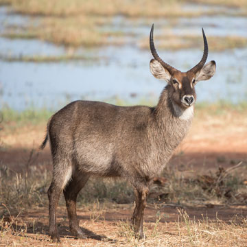 waterbuck