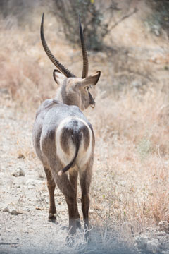 waterbuck